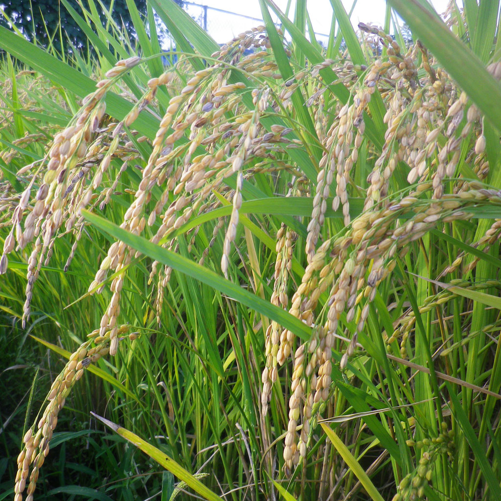 4年間保存可能 備蓄米（農薬・化学肥料を使用して栽培）玄米5Kg | スター農園の通販 | 健康食品・サプリメント・グルテンフリークッキー・無