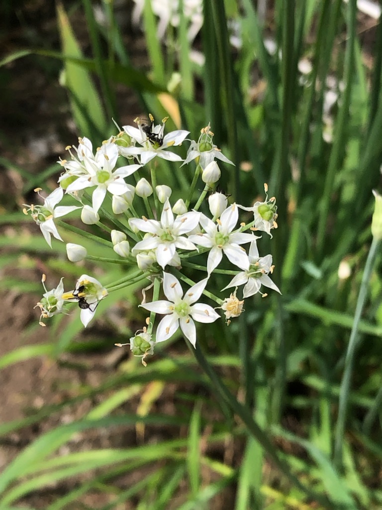 ニラの花言葉 多幸 星への願い スター農園の通販 健康食品 サプリメント グルテンフリークッキー 無農薬ジュース 無農薬 無化学肥料の野菜 群馬県前橋市